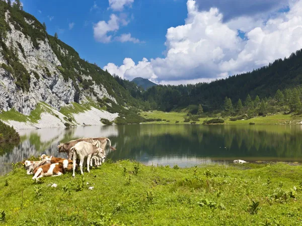 Restful lake near Roan camping Bella Austria.