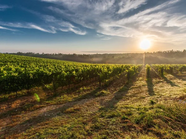 Beautiful vineyards close to Roan camping Le Capanne.