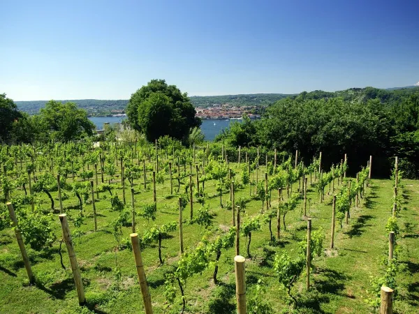 Vineyards close to Roan camping Okay Lido.