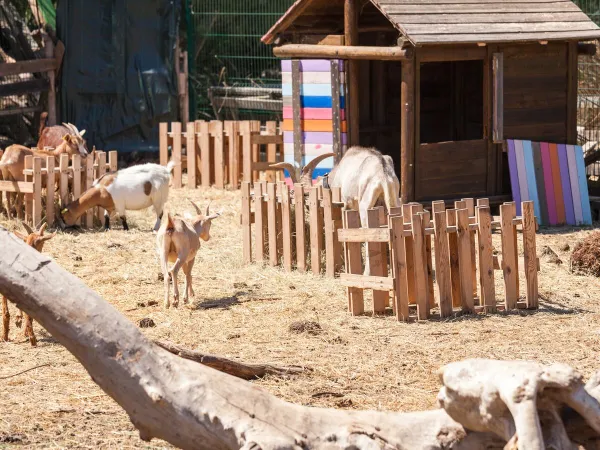 Petting zoo at Roan camping Méditerranée Plage.