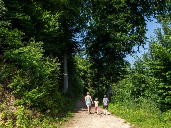 Hiking trail near Roan camping hu Birkelt village.