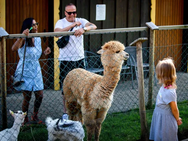 Alpaca viewing at Roan camping Bella Austria.