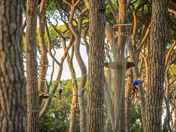 Tree climbing course at Roan camping Park Albatros.