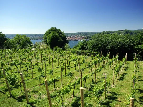 Vineyard close to Roan camping Lido Verbano.