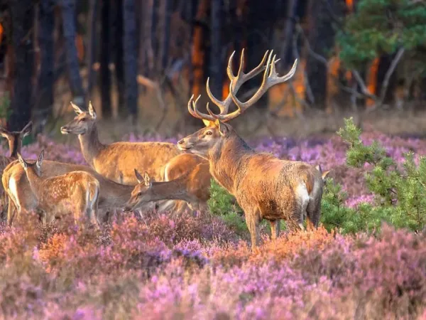 Wildlife spotting in the Veluwe at Roan camping Ackersate.