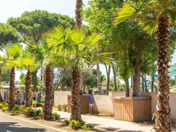 Palm tree lane at Roan camping Le Castellas.