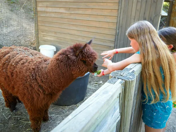 Petting zoo at Roan camping Verdon Parc.