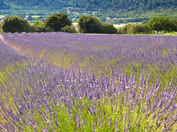 Fields of lavender near Roan camping Verdon Parc.