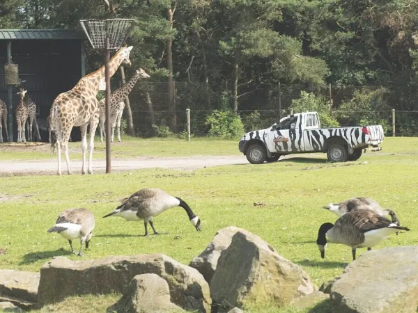 Beekse Bergen zoo close to Roan camping Het Genieten.