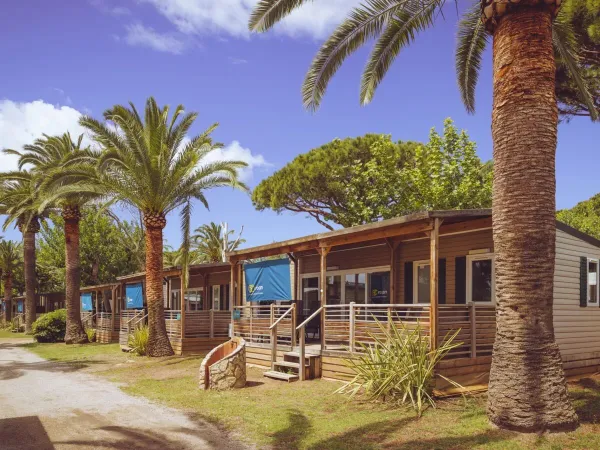 Mobile homes among palm trees at Roan campsite Playa Montroig.