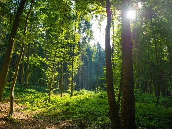 The beautiful forests near Roan camping Le Lac des Vieilles Forges.