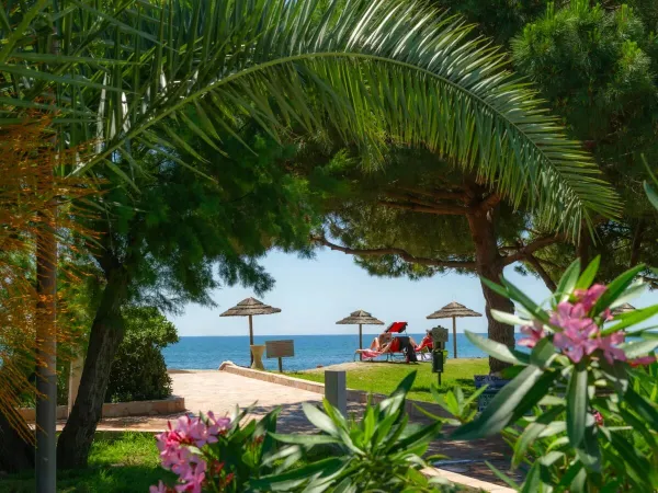 Lots of greenery at Roan campsite Arinella Bianca, umbrellas on the beach.