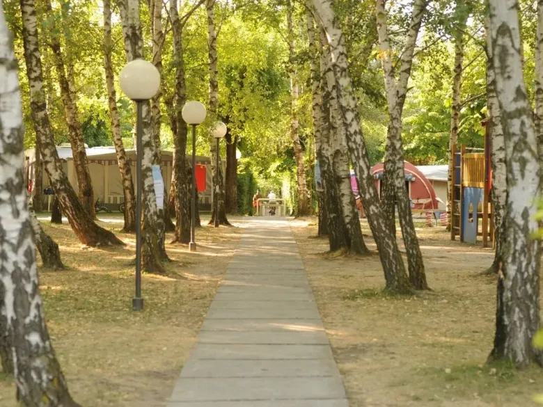 Walking trail amongst the birch trees at Roan Sassabanek Campsite.