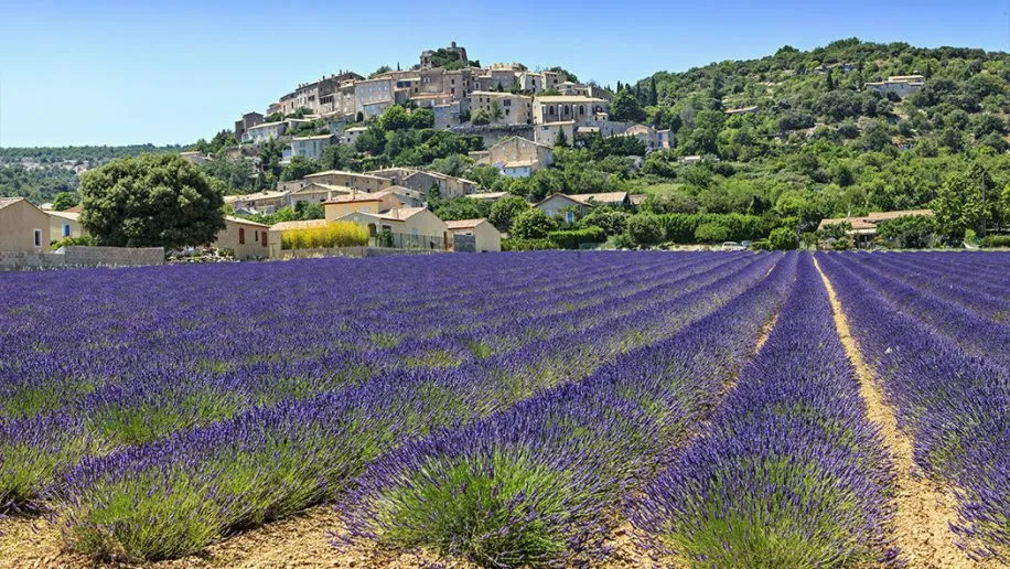 Fields of lavender near Roan camping Drôme.