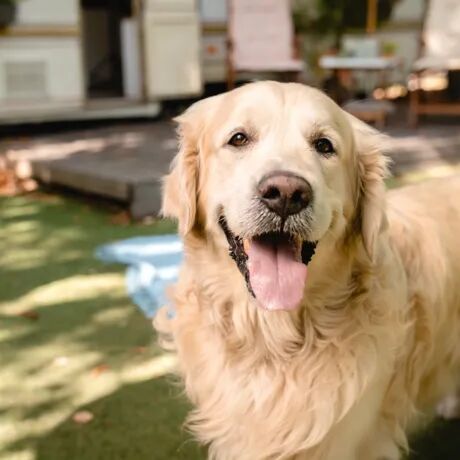 Book now your last minute holiday with dog