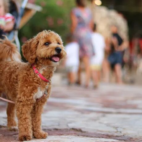 Last minute car holiday with dog